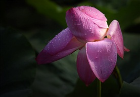 荷花（4）