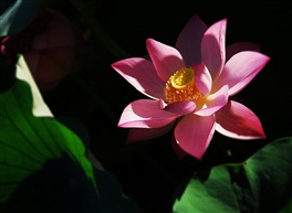 荷花（5）