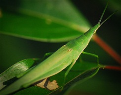 蚱蜢