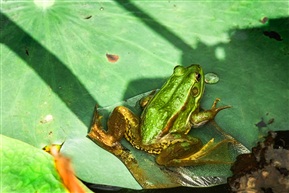 青蛙