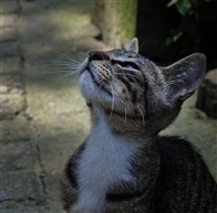 野猫