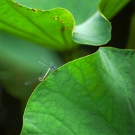 繁衍