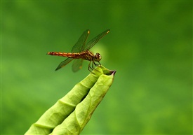 蜻蜓