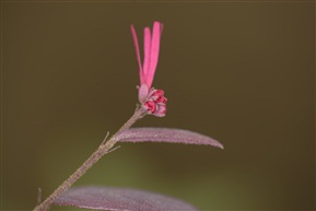小草