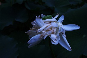 花卉