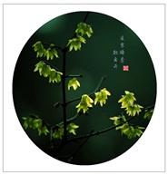 腊梅