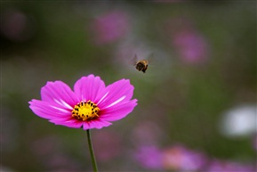 蜜蜂和花