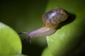 蜗牛
