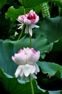 并蒂莲