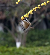 伯劳空中捕食