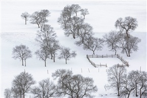 雪地素描 (三）