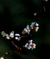 白梅