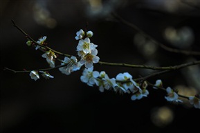 林屋探梅1