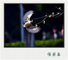伯劳鸟