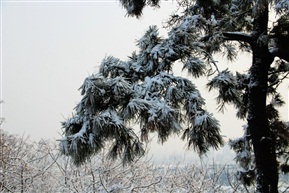 亭林雪景