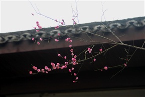 一剪梅