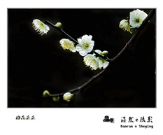 梅花朵朵