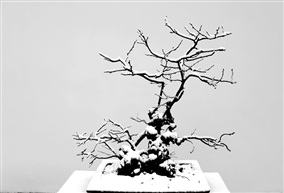 盆景雪