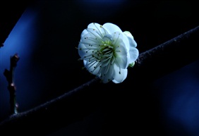 一剪梅——报春