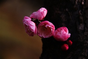 花卉春梅