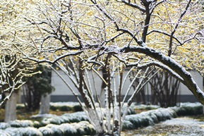雪后亭林园