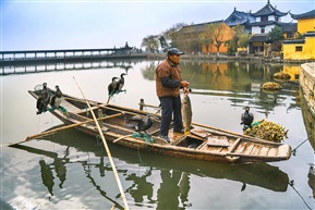 年年有鱼