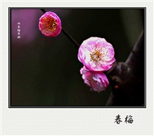 双色梅争艳