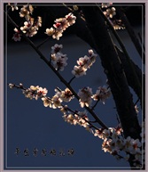 林屋探梅3