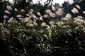 芦花飘扬