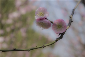 一枝梅