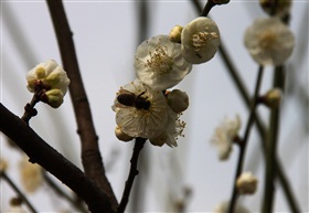 蜂蜜採梅