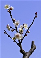 采蜜