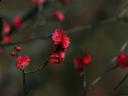 红梅花儿开
