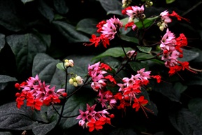 鲜花朵朵