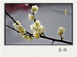 白梅花