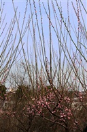 梅芽枝