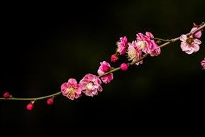 一枝梅