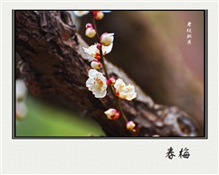 老枝新秀