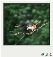 伯劳鸟