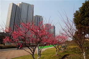 昆山春早