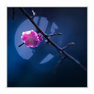 花前月下2