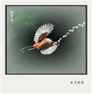 伯劳鸟