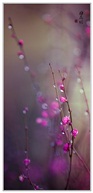 梅花4