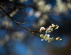 一抹桃花