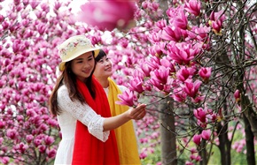 玉兰花开2