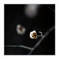 花开