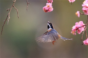 花鸟图