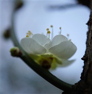 春梅