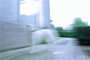 《远方的呼唤》