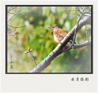 小鸟